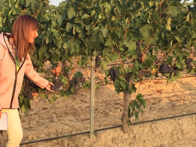 emma revisin de estado uvas de valdelacierva.jpg